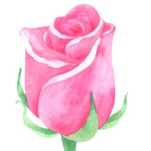 Combo - “Flor Anônima”